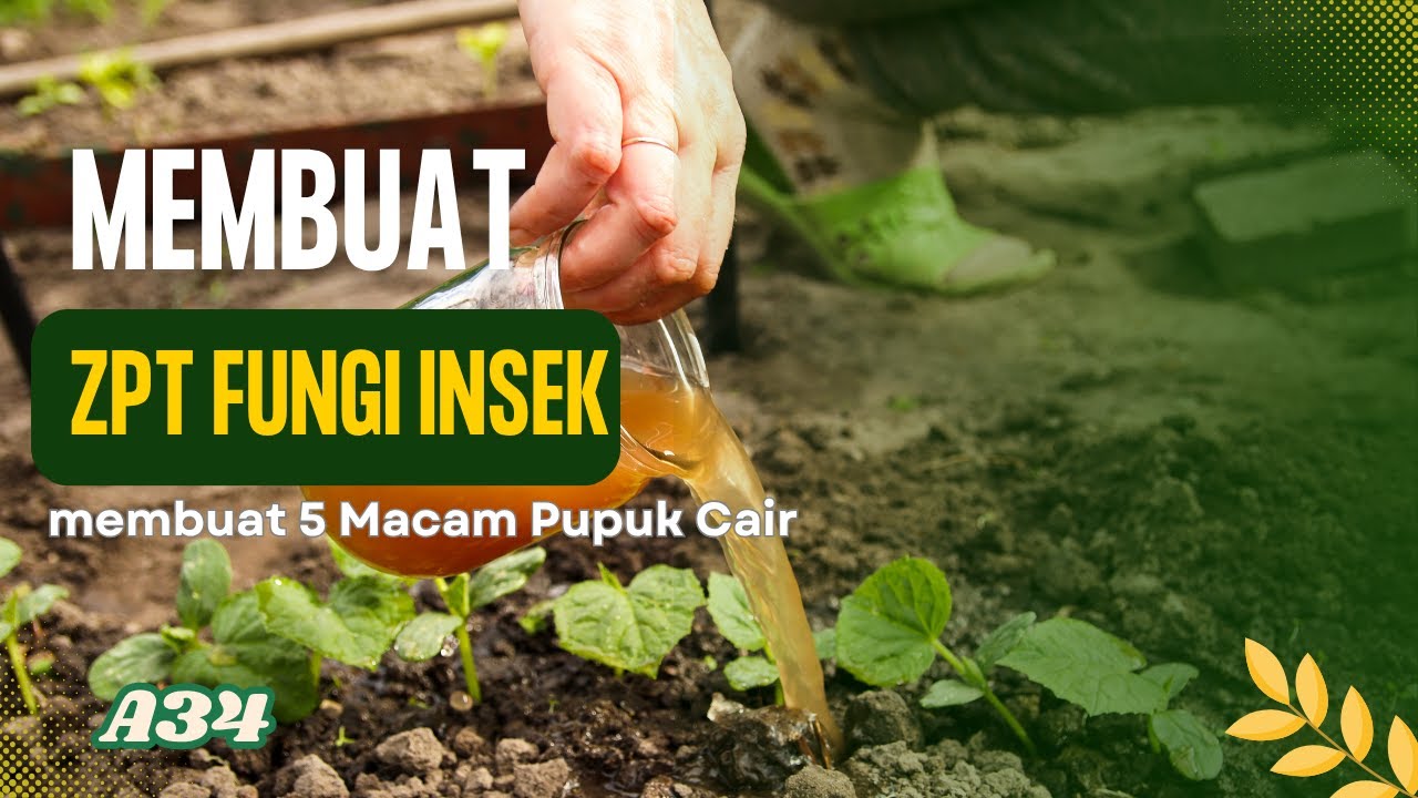 membuat 5 Macam Pupuk Cair