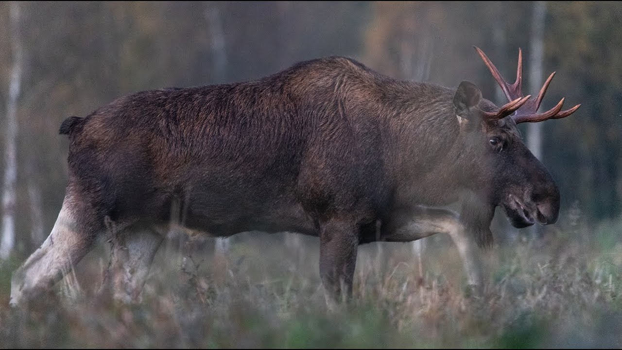 Põdrad sügisesel luhal / Moose aka Eurasian Elks in the mating season