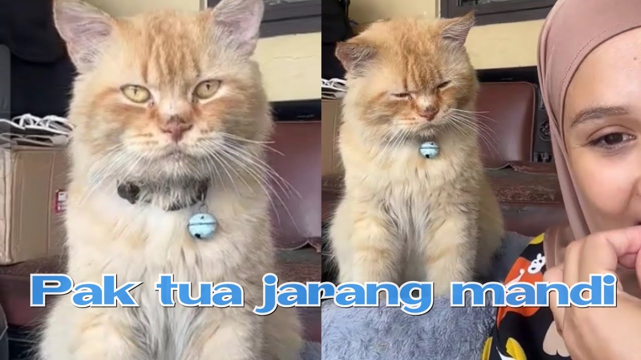 Pak tua jarang mandi 🤣 #kucingpororo #cicichania #inipororo