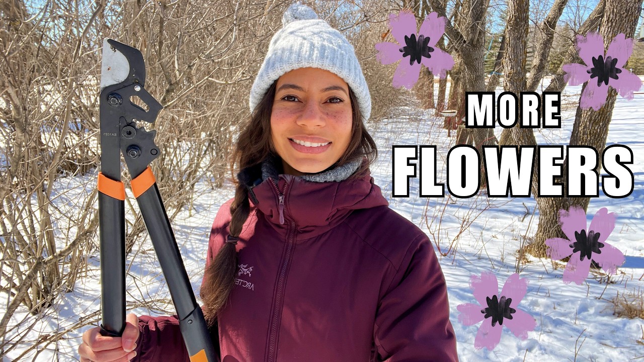 How to prune lilacs for more flowers