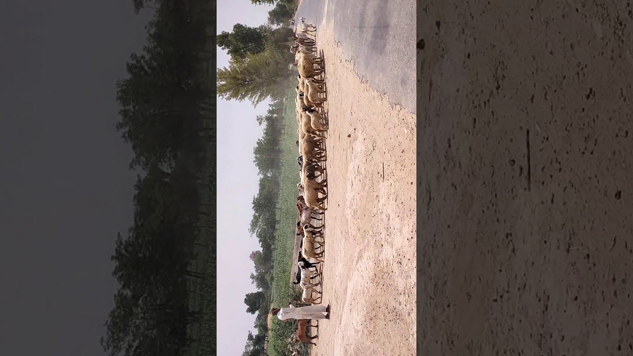 Faqir wale to the long drive on the kheet