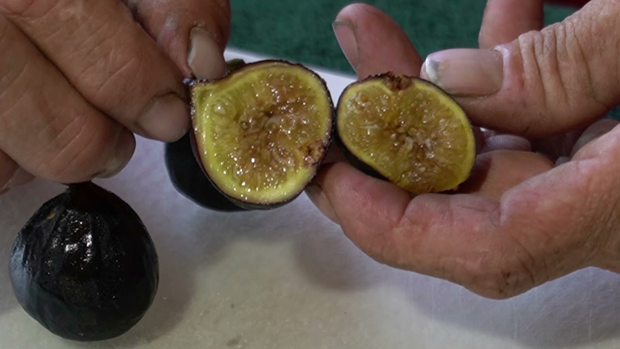 The Late Fig Varieties are get started