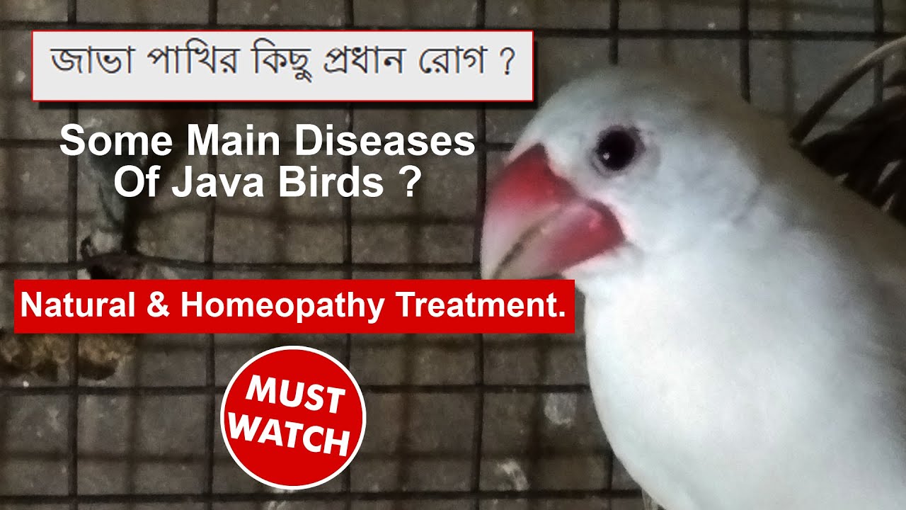 জাভা পাখির কিছু প্রধান রোগ? |  Some Main Diseases Of Java Birds ? | Special VDO For Java Breeders .