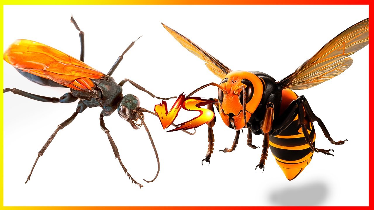 VESPA CAÇADORA VS VESPA GIGANTE ASIATICA | Batalha Mortal