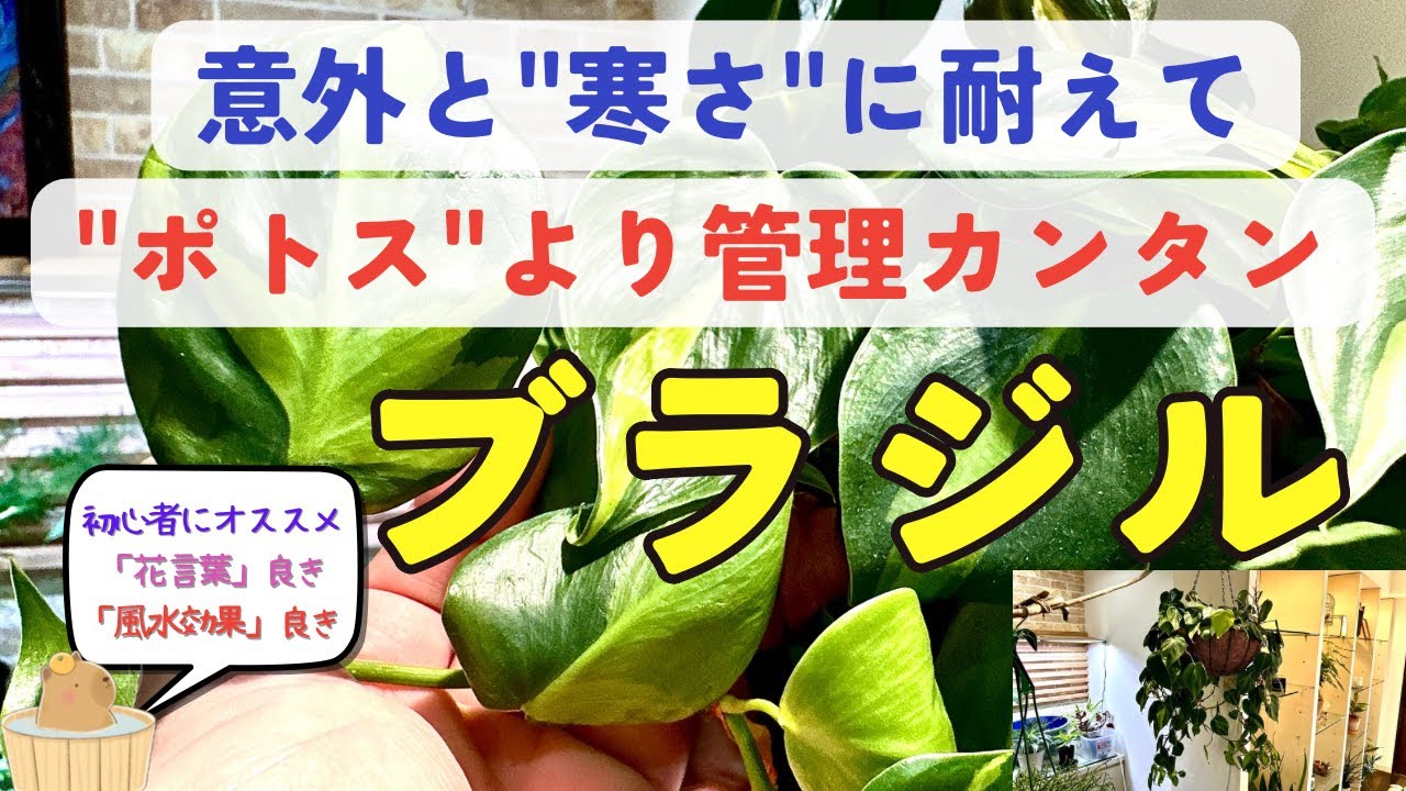 【植物初心者にオススメ】良いこと尽くしの「ブラジル」🌱
