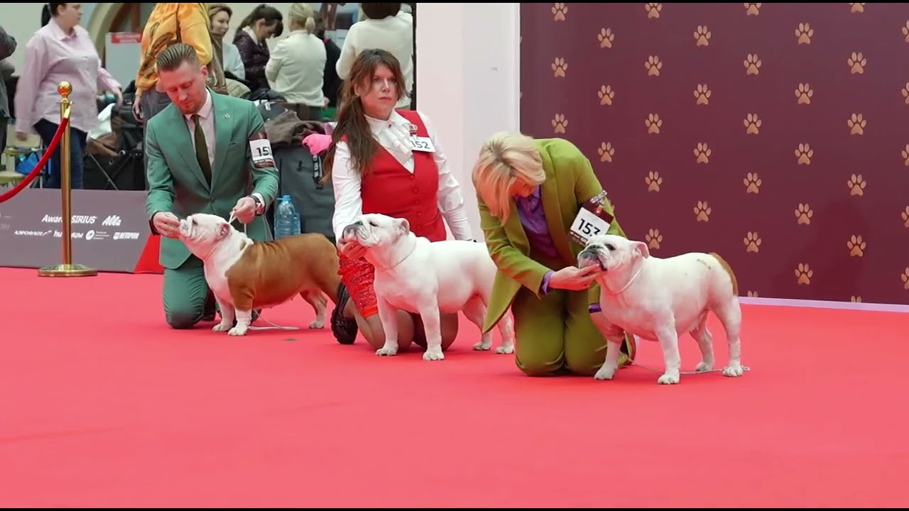 14.02.2026 г. DogShow 