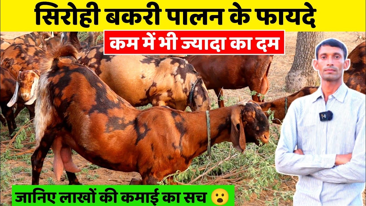 Domestic Goat farming से भी लाखों की कमाई|| देखिए शानदार Sirohi goat farm || Harish Yadav