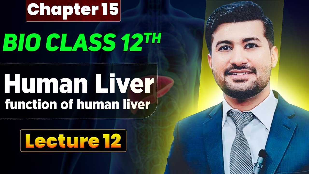 human Liver | role of Liver in homeostasis | liver as excretory organ | Fsc biology book 2