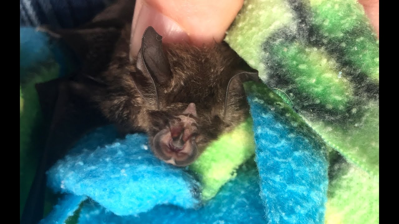 Rescuing a Horseshoe bat:  this is Lentil