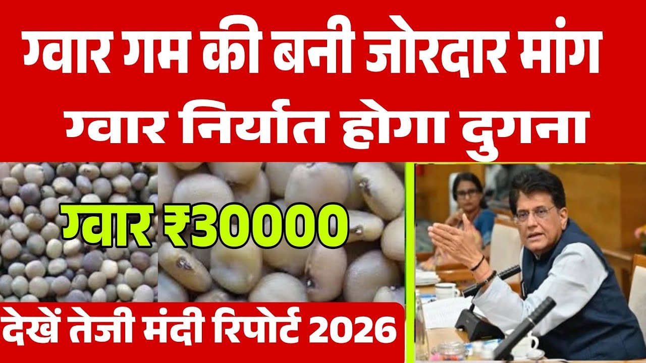 ग्वार गम निर्यात को मंजूरी ग्वार में बनेगी जोरदार तेजी gwar gam  niryat khabar, gwar ka bhav