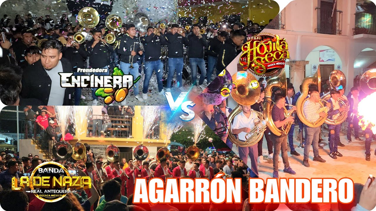 AGARRÓN BANDERO🔥2024 ENCINERA🫒LA DE NAZA🤠HOJITA SECA🍂 SOLEDAD ETLA📷