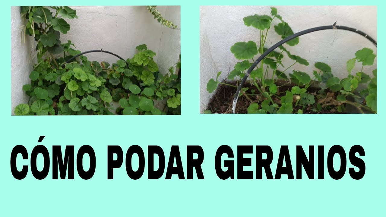 Cómo podar y reproducir geranios