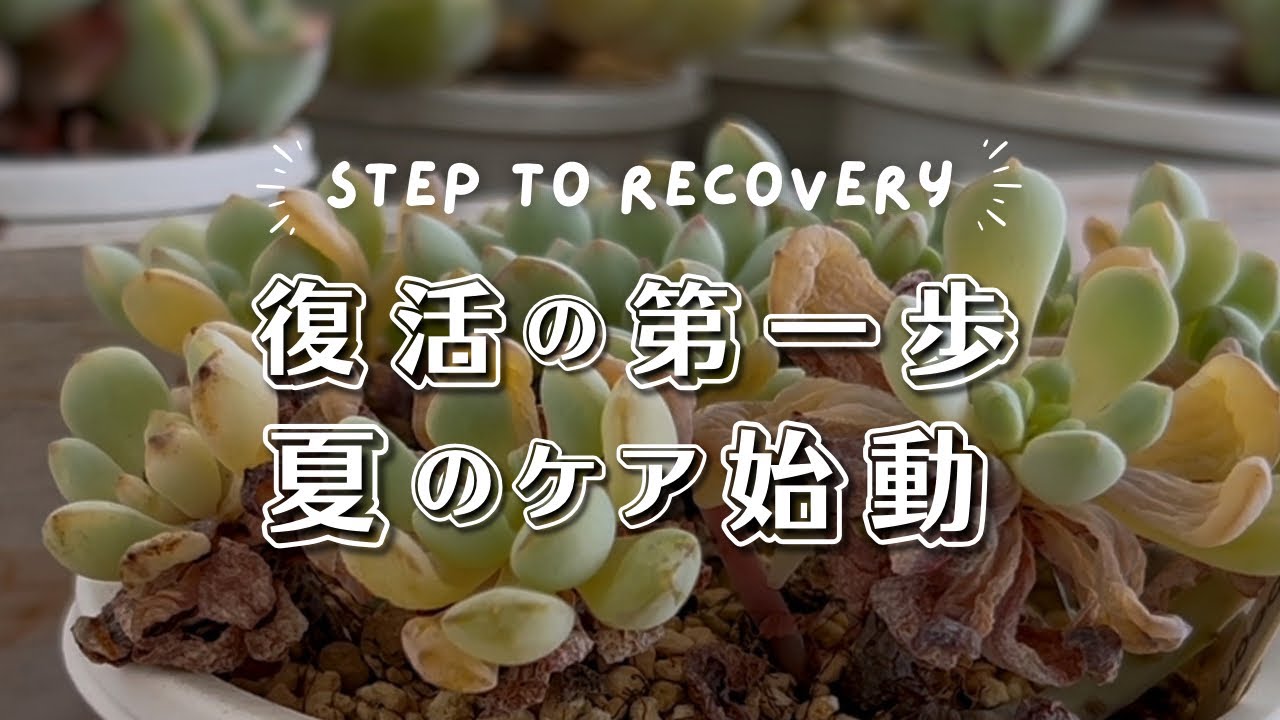 夏のダメージ苗を救え！多肉植物 | エケベリア | ガーデニング