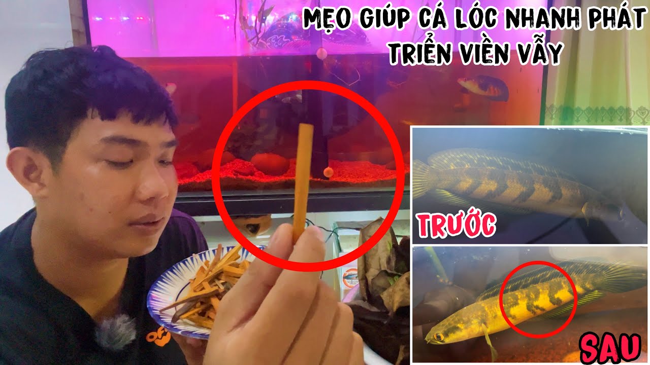 Mẹo hay giúp cá lóc nhanh lên viền vẫy