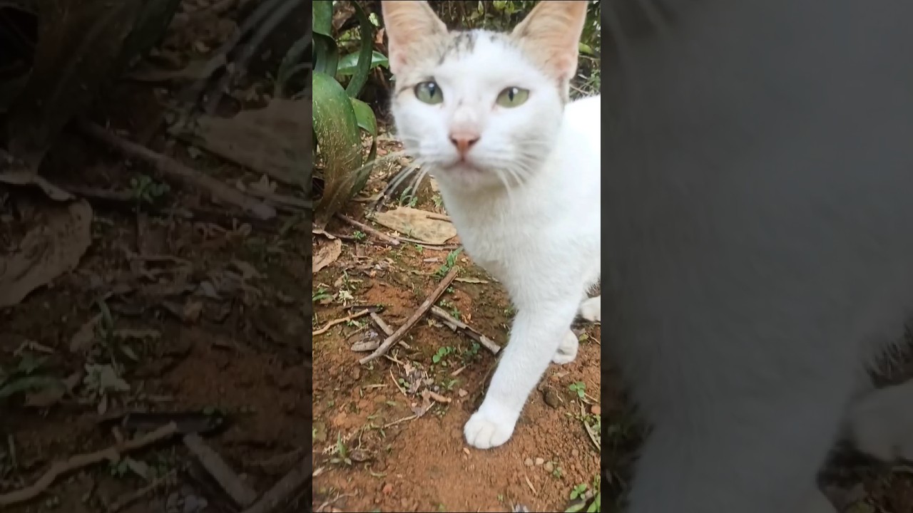 Cat&rsquo;s Peaceful Adventure | A Day in the Life of an Exploring Cat🐾️ #usa  #meow #catlover #catshorts