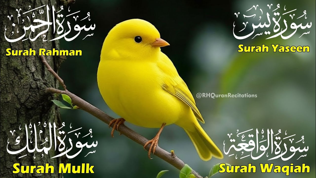 Relaxing & Beautiful Surah Yaseen (Yasin) |Surah Rahman | Surah Waqiah | Surah Mulk | Ep 77