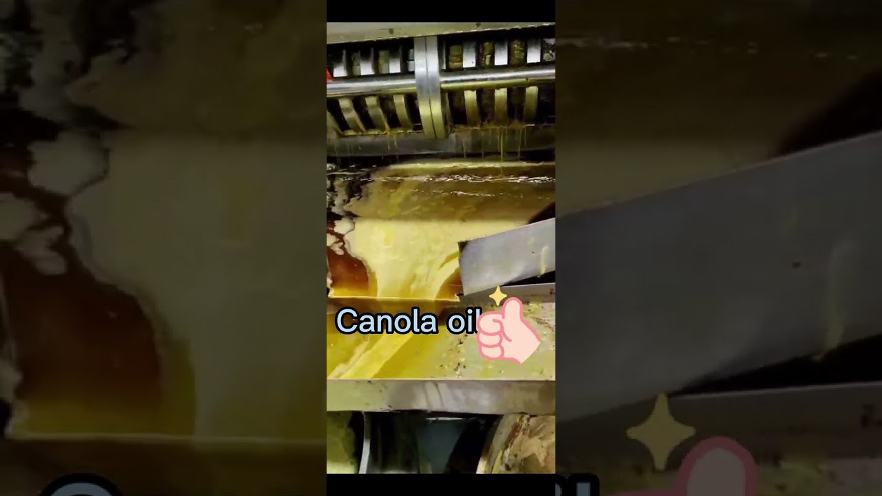 How to cold press canola oil #oilextractionmachine #oilpresser #oilpressmachine