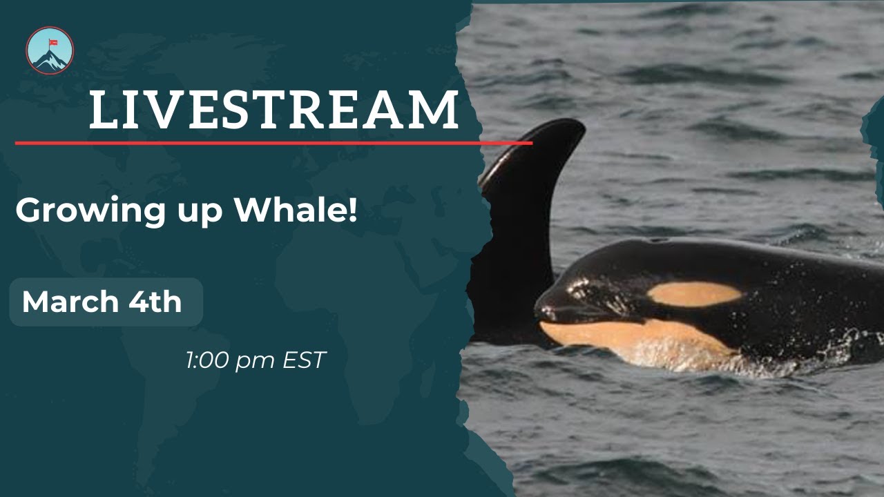 Growing up Whale!