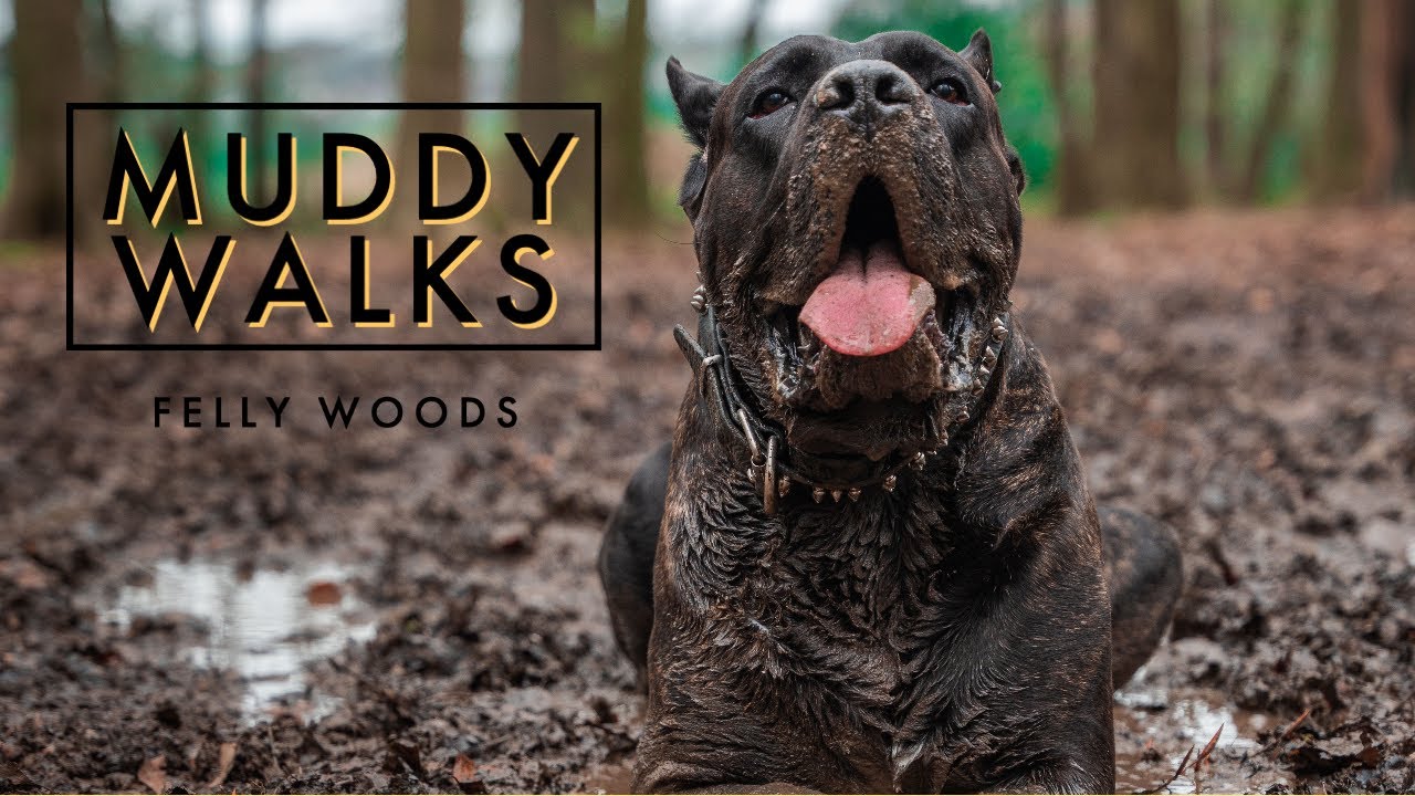 Walking with a Cane Corso & a Newborn Baby!