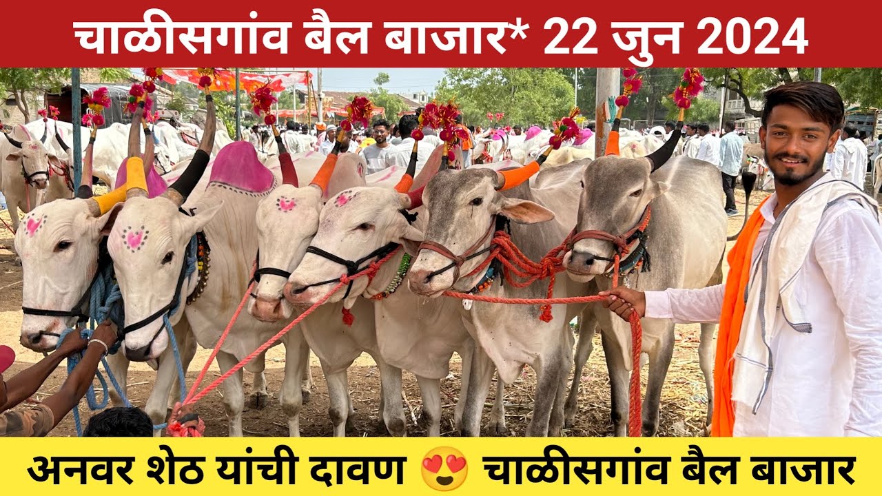 🛑Live चाळीसगांव बैल बाजार | 22 जुन 2024 | अनवर शेठ यांची दावण 😍 Chalisgaon bail bazar 🥰 #बैलखरेदी
