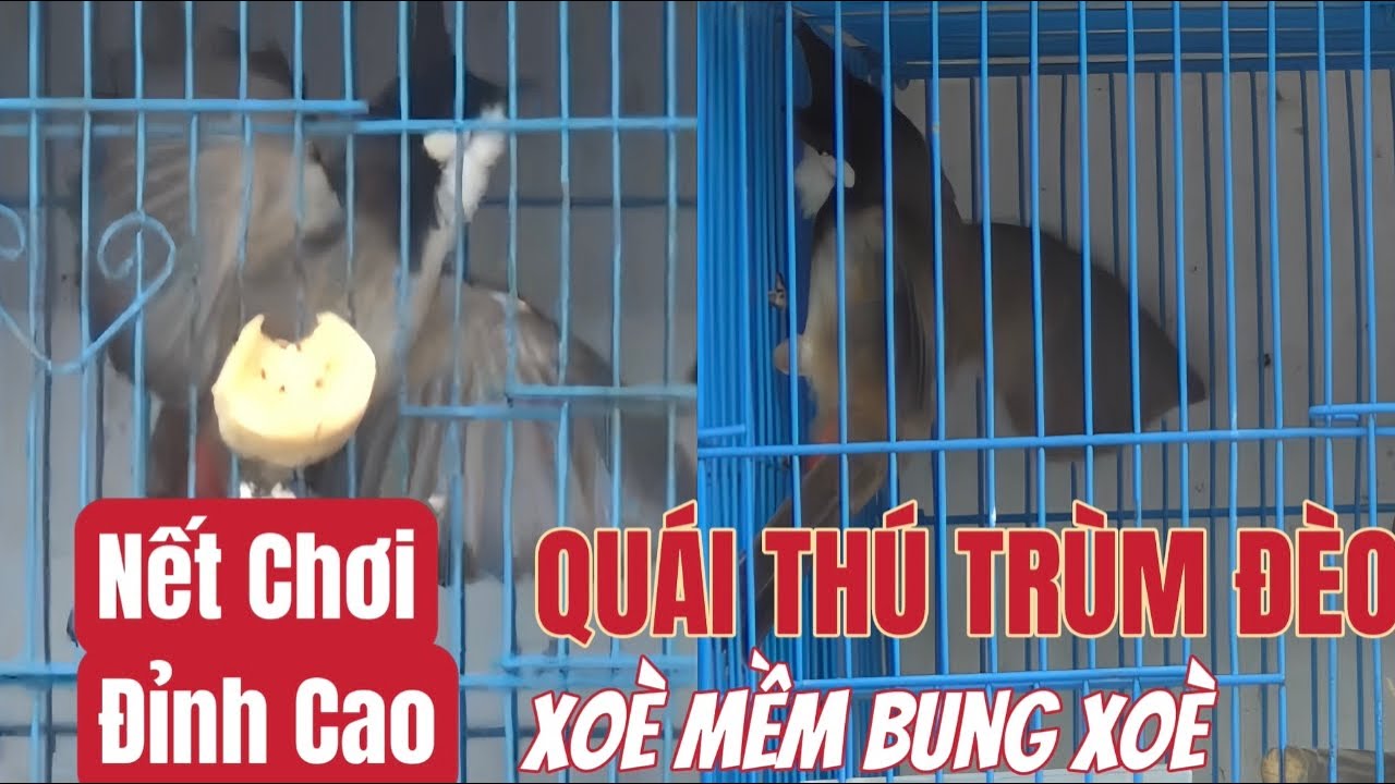 QUÁI THÚ TRÙM ĐÈO-Nết Chơi Lắc Xoè Xoè Mềm/Quá Đỉnh Cao Đẳng Cấp//Đấu 1 Tiếng Vẫn Căng