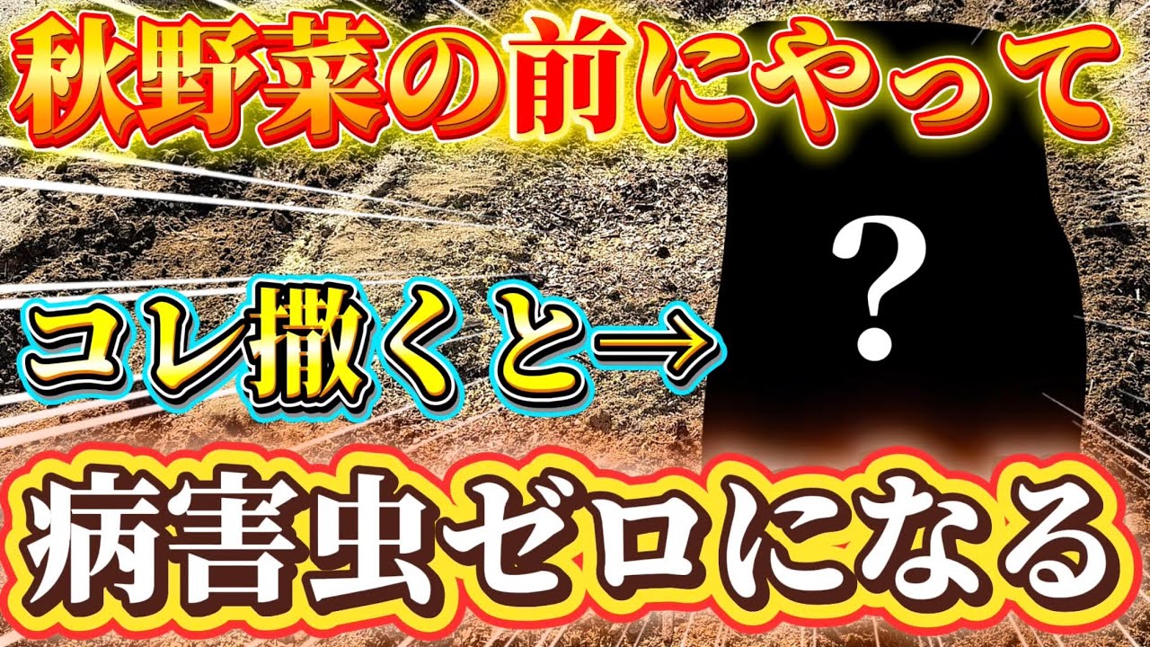 【秋野菜の前に】病害虫を退けろ！コレを撒くだけで完結する秋冬野菜を育てる前に入れてほしいものについてお話しします