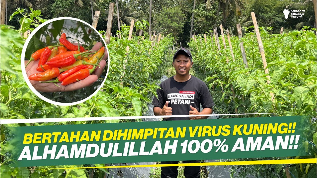 CABAI TANGGUH BERTAHAN DILAHAN ENDEMIK VIRUS‼ CABAI RAWIT DRONE TAVI 56 PART 2‼