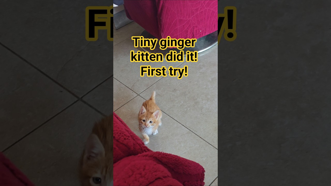 Tiny ginger kitten did it! First try!#kitten #gingerkitten  #cutekitten