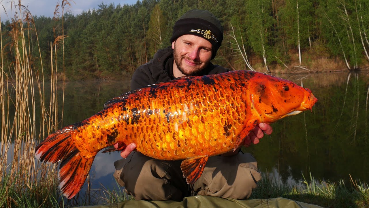 Wiosenna zasiadka - Wyjątkowe Karpie Koi