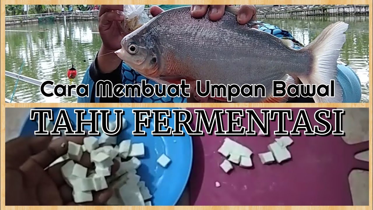 UMPAN BAWAL TAHU FERMENTASI || Umpan Bawal Susah Makan || Perhatikan STEP || Umpan Bawal Jitu Tahu