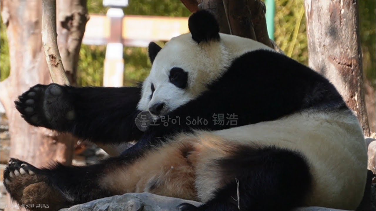 선수핑 정리 중인 푸경관님~!! | 2월 16일 오후(푸바오 실시간) Panda Fubao