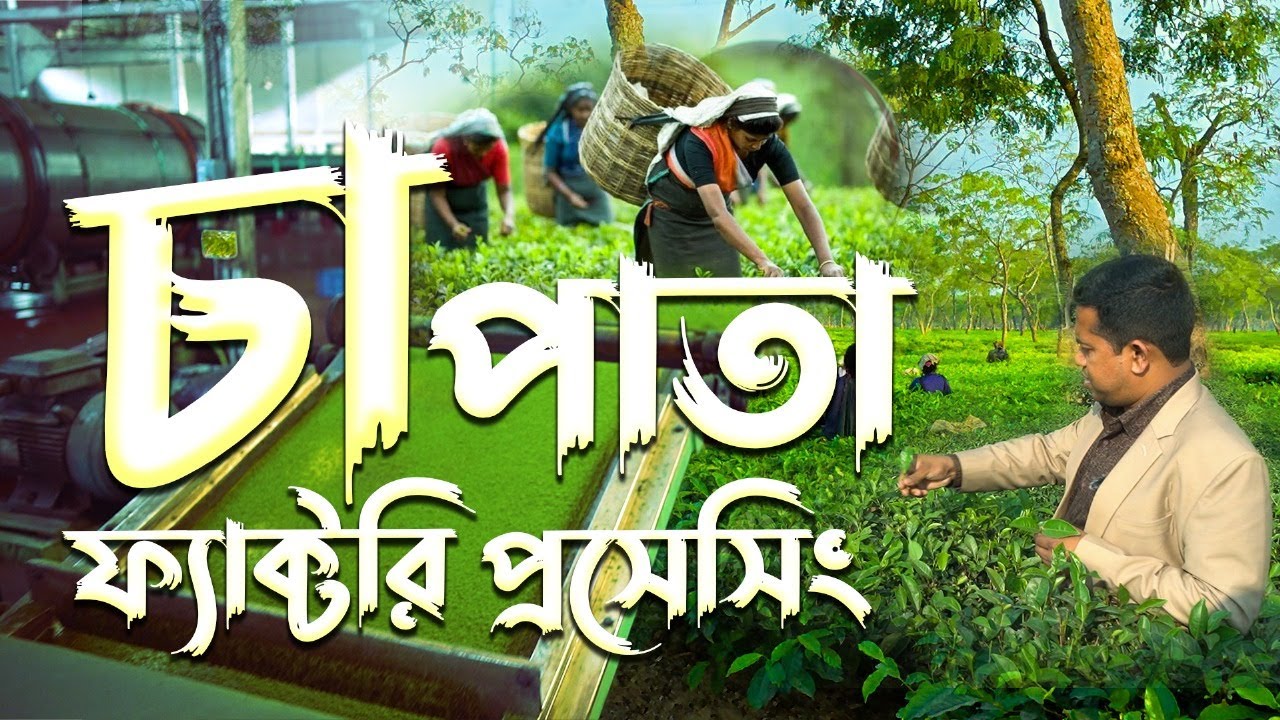 বাংলাদেশের চা পাতা প্রসেসিং পদ্ধতি || Green Documentary