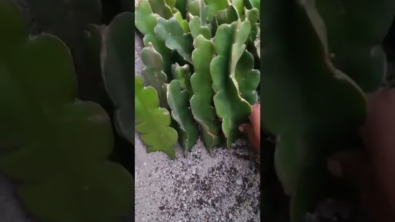 🌵Como enraizar los esquejes de Pitahaya💚