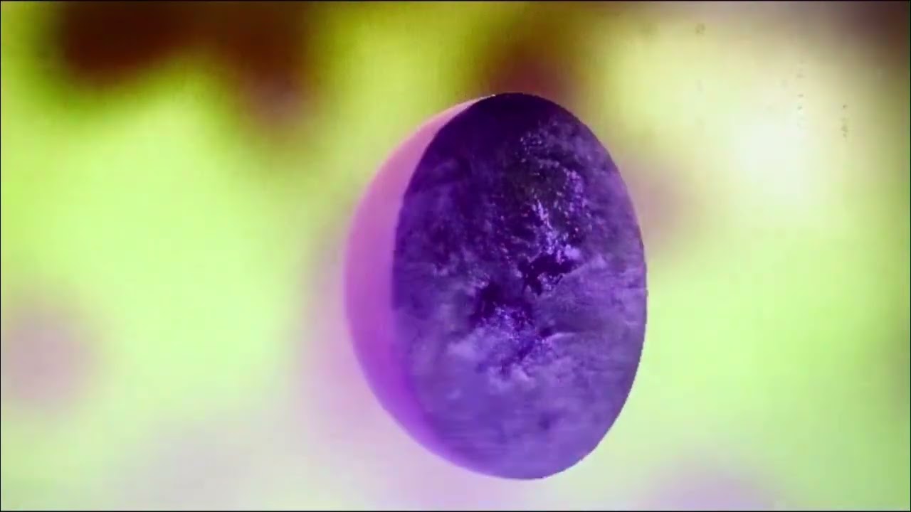 Dog Chocolate - 'Employee' [official video]