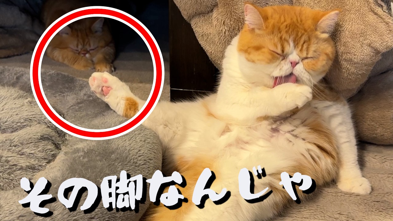 ねこ「この体勢で毛づくろい猫がヤバすぎた💦」
