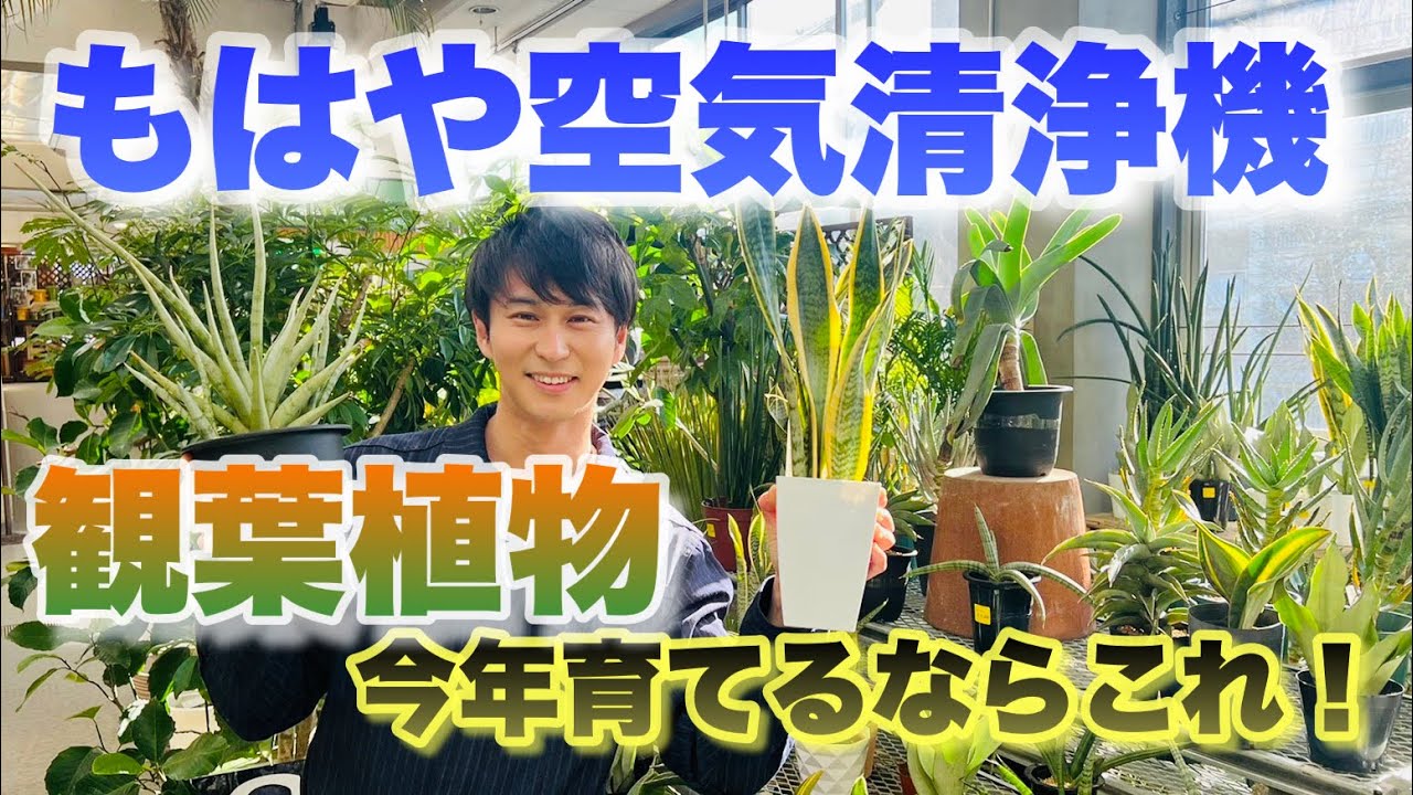 【サンセベリア】育てるだけで空気がきれいになります【観葉植物】【運気アップ】【育て方】