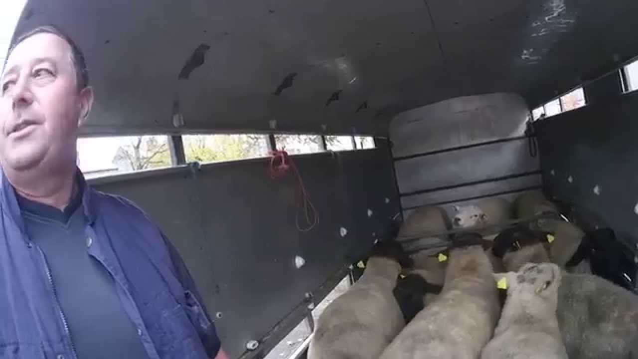James Bourke: Westport Sheep Fair