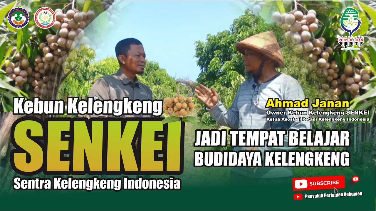 Kebun Kelengkeng SENKEI (Sentra Kelengkeng Indonesia), Jadi Tempat Belajar BUDIDAYA Kelengkeng