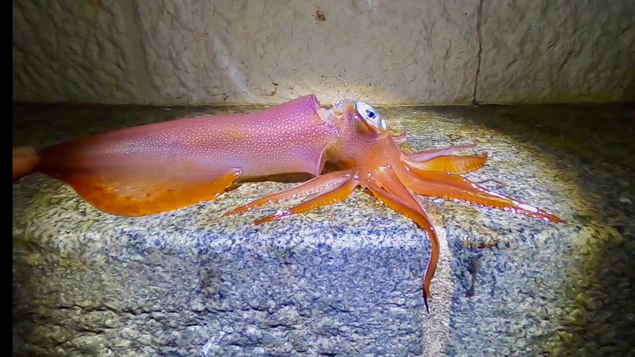 SQUID - Catch & Cook , Catching Multiple Squid From a Light House 