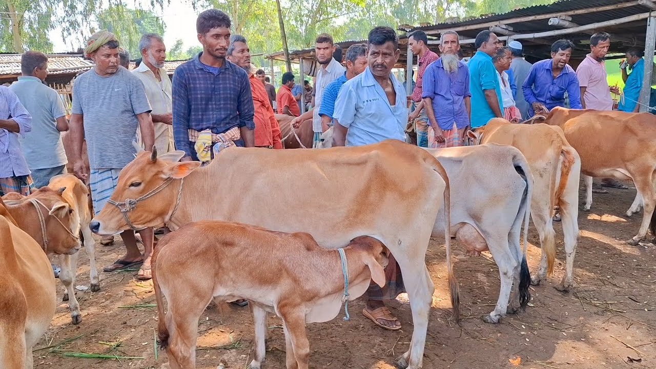 ২০ জানুয়ারি 2026| বাচ্চাসহ ৫০ থেকে ৮০ হাজারে গাভী গরুর দাম | আফতাবগঞ্জ হাট | থেকে দিনাজপুর 
