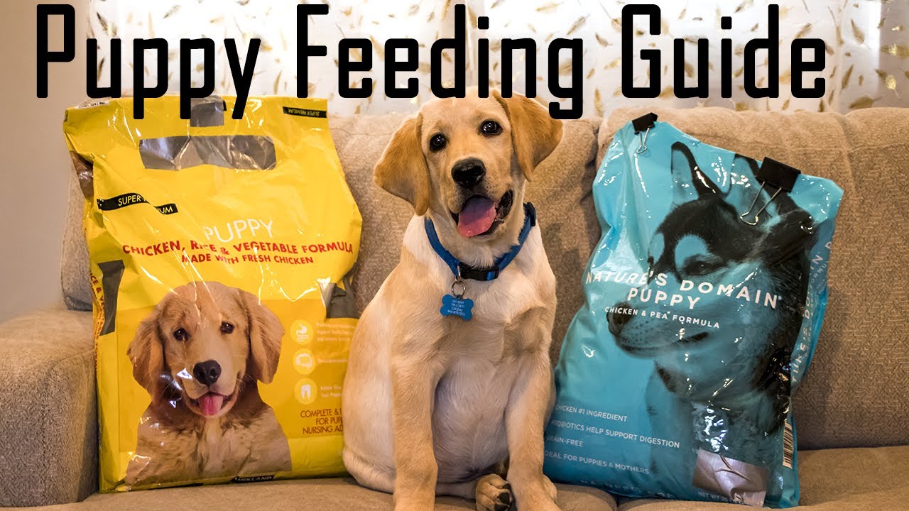 Detailed Puppy Feeding Guide | What to Feed and How to Feed your Puppy (Important Video)
