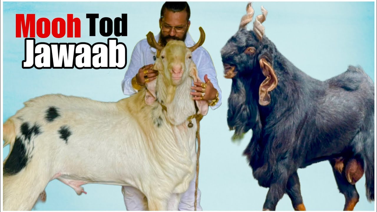 Part 2 MD Goat Farm Tour | Haters Ko Mooh Tod Jawaab