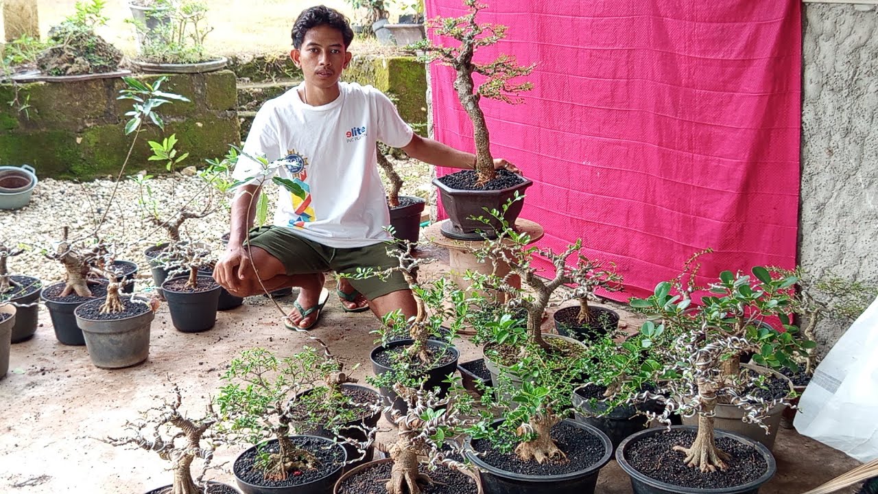 Obral bonsai Loa dln di mz Roy 0831 6297 8268