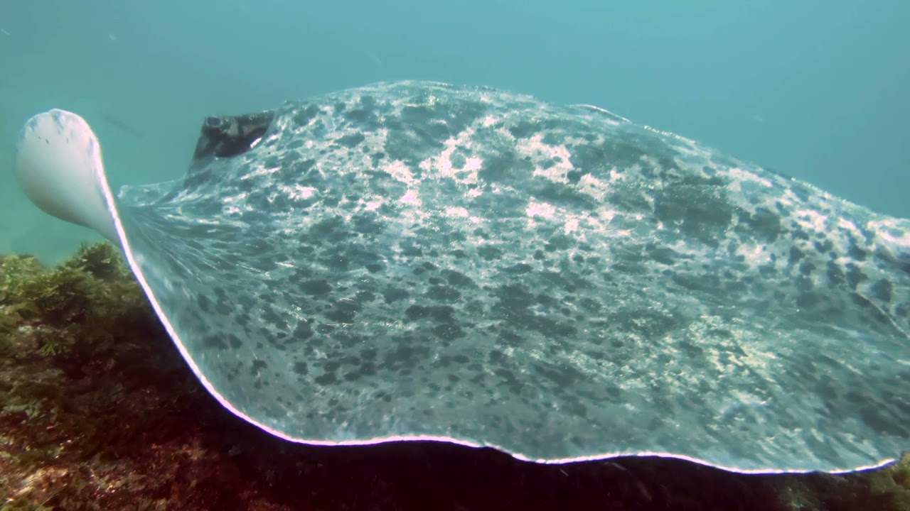 Aliwal Shoal Diving  November 2021