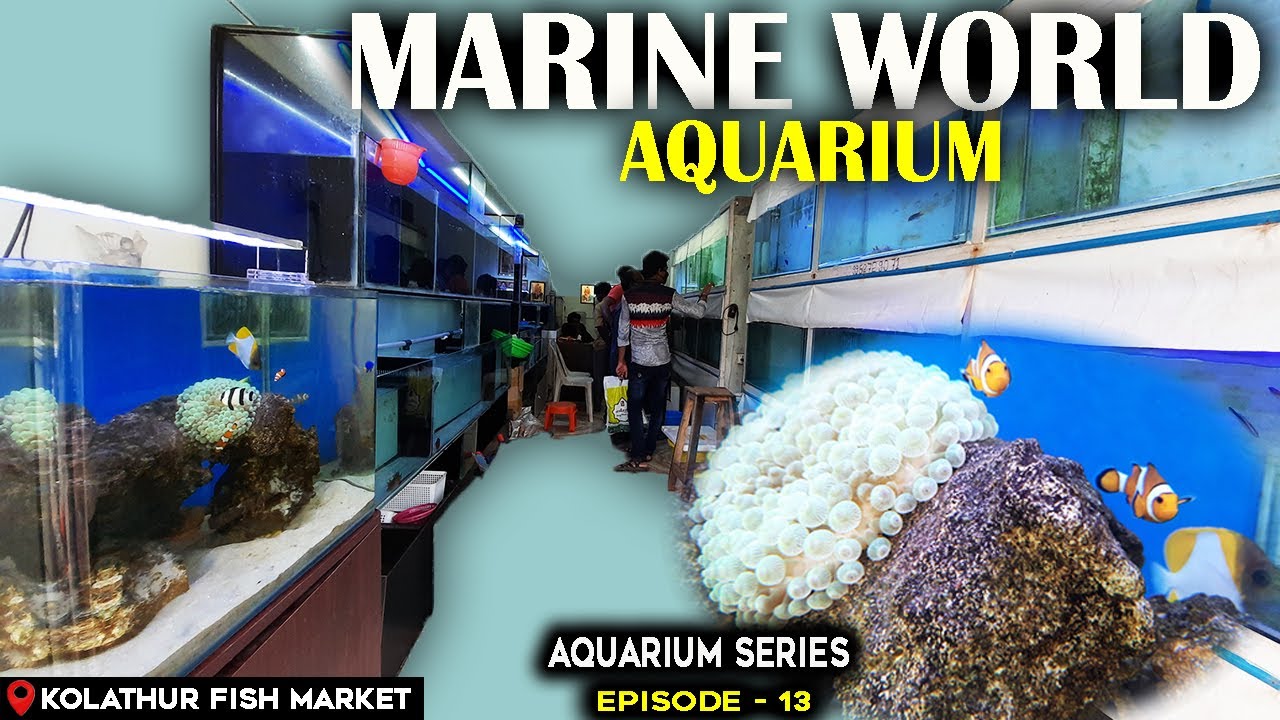 Marine Aquarium | Kolathur Fish Market Tamil | MARINE WORLD AQUARIUM SHOP | Episode 13