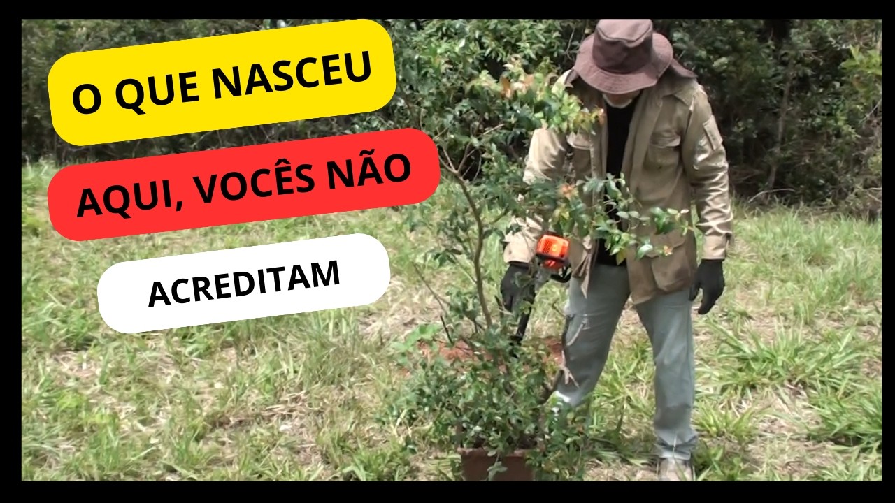 Algo Nasceu Nessa Planta e Não Sabemos Como
