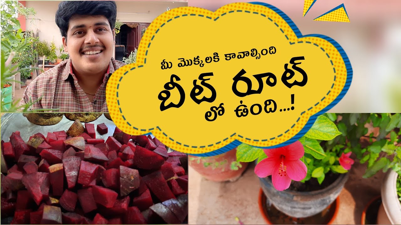All in one Magical Fertilizer for plants || Give our plants a beetroot boost with both