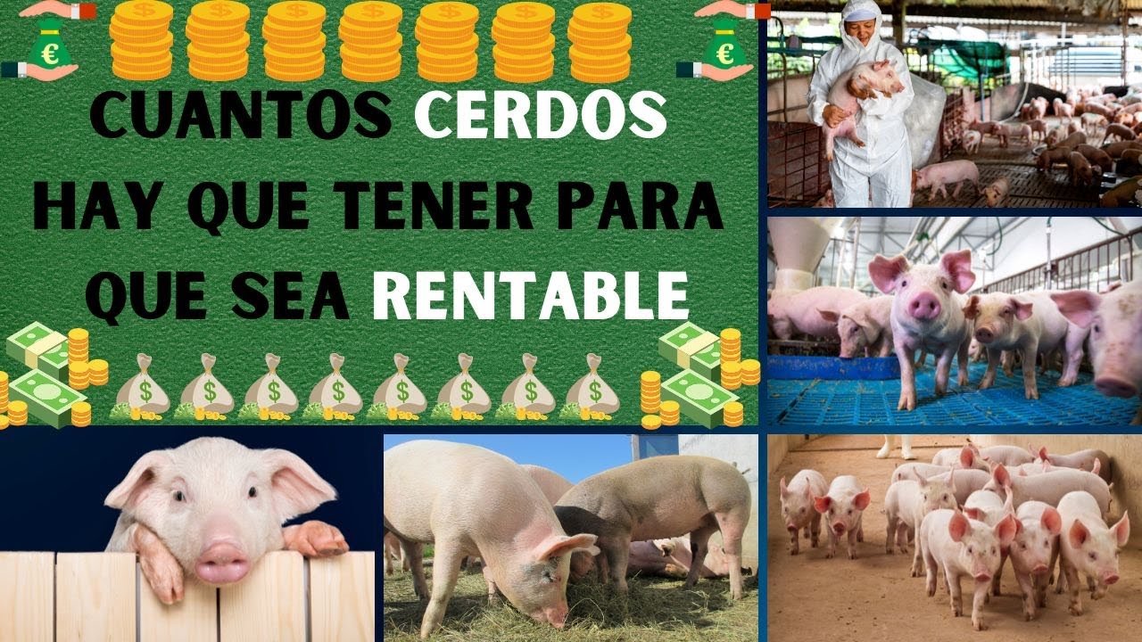 &iexcl;Invierte sabiamente en cerdos para maximizar ganancias!