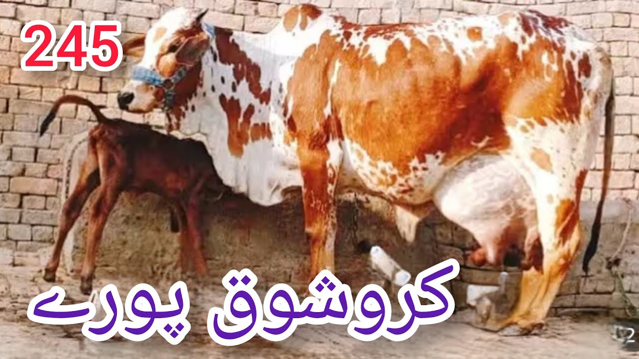 ستلج دی رانی پیور چولستانی تازہ سوئی  گاۓ برائے فروخت لائیو چوائ 22لیٹر دودھ21/2/2026#03055692351 
