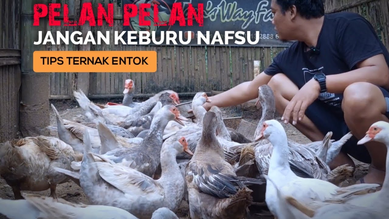 CARA SUKSES TERNAK ENTOK UNTUK PEMULA